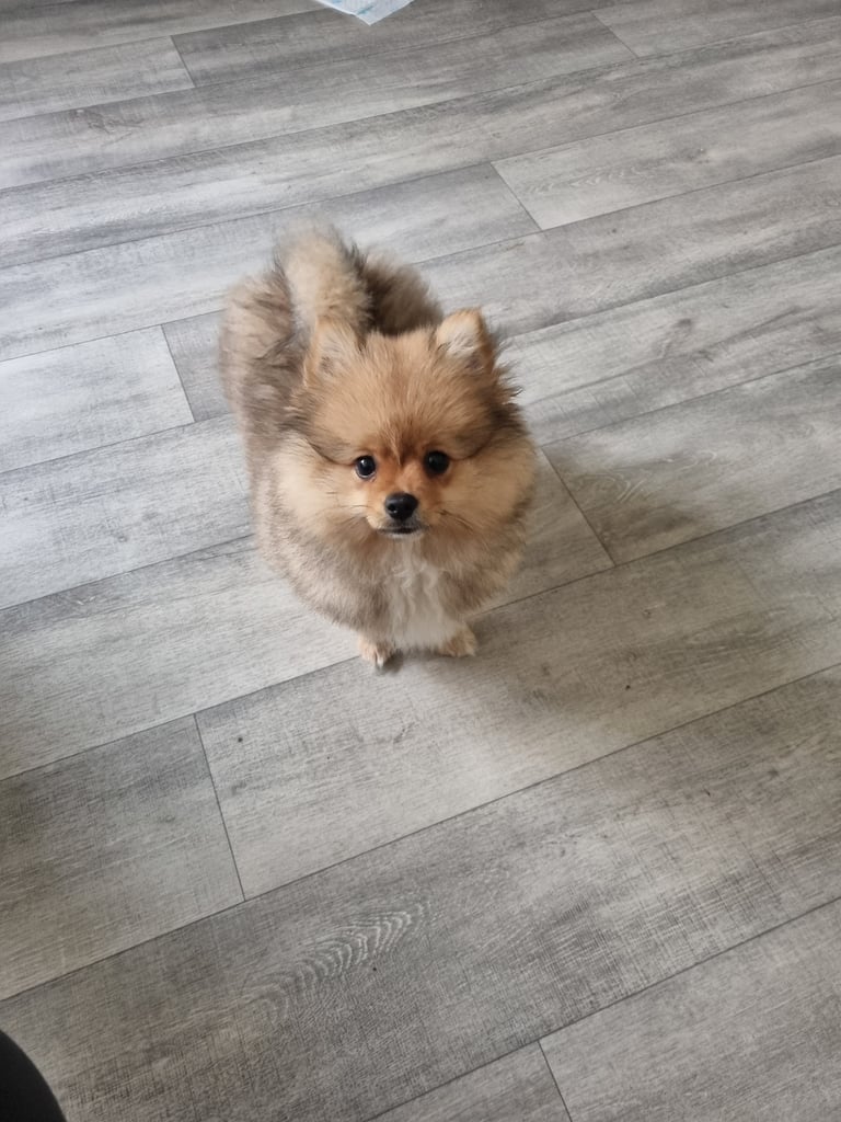 Stunning 12 week Pomeranian puppy