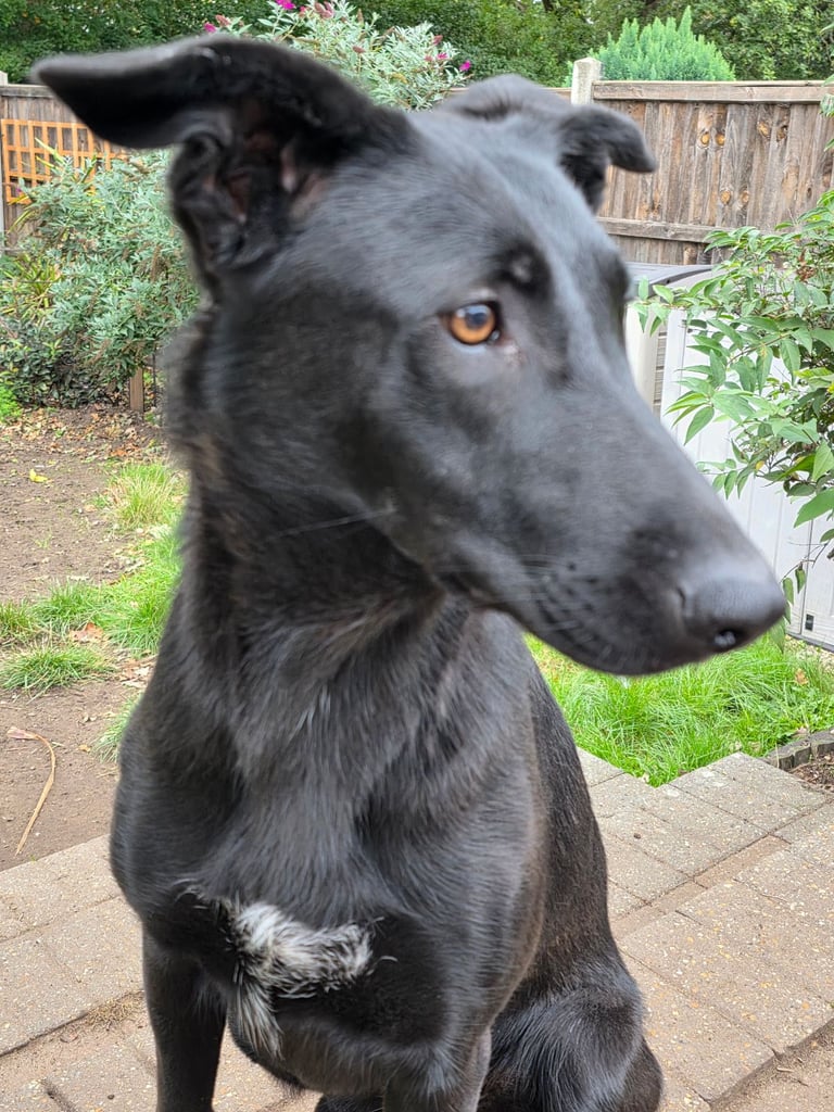 Czech Shepherd X Mallinois Norwich