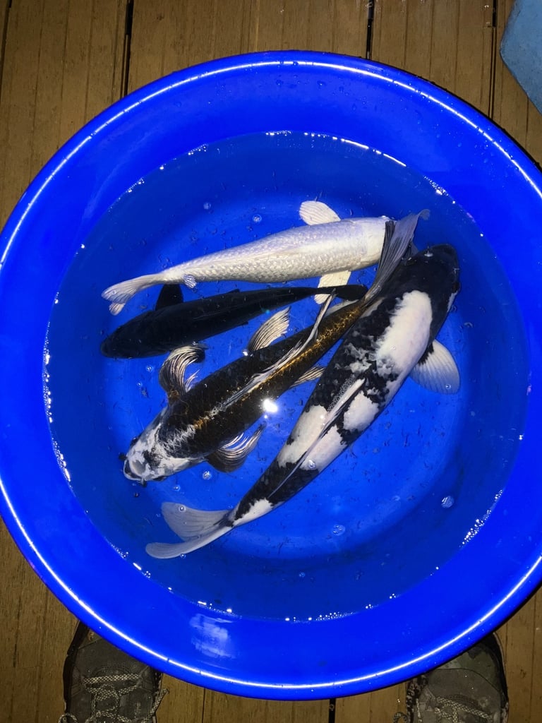 image for Koi Carp Pond Fish