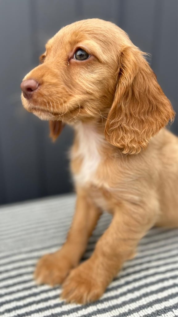 Cockapoo puppies 