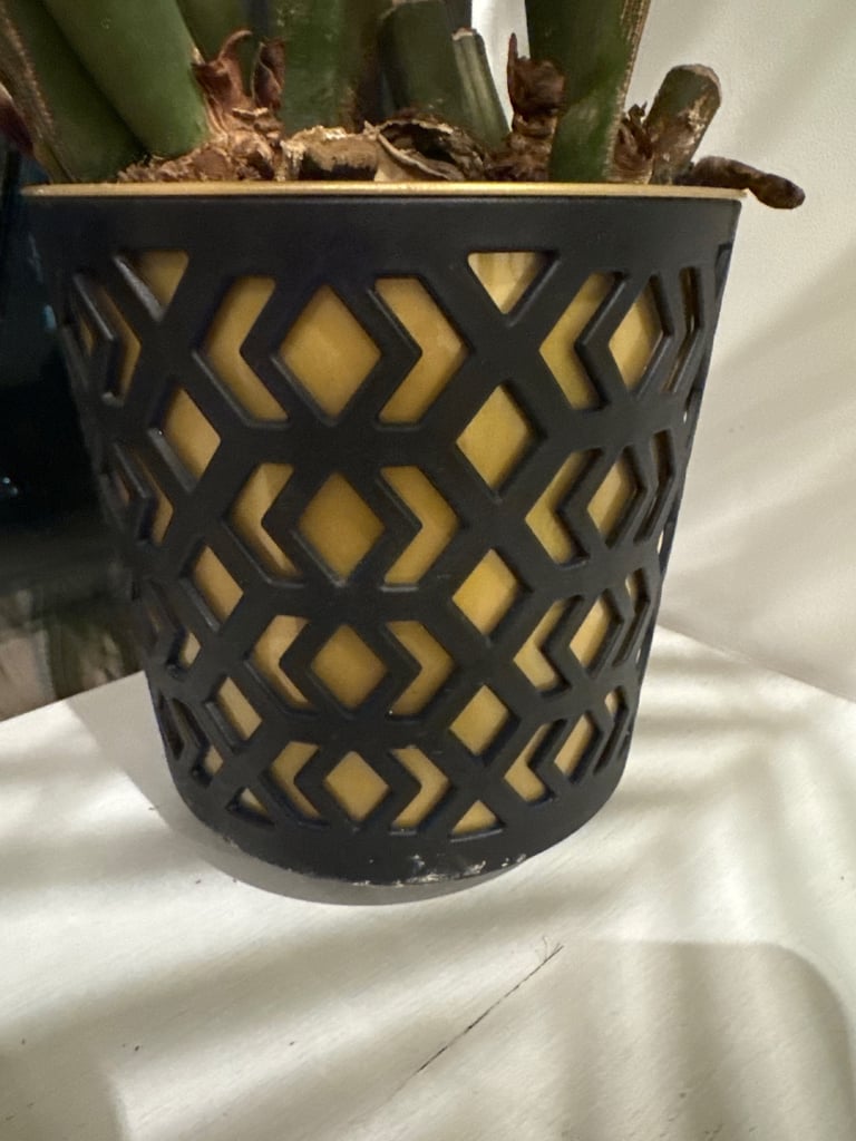 Plant