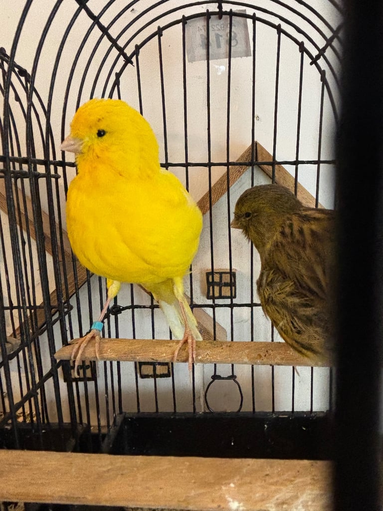 Gorgeous fife and border canaries