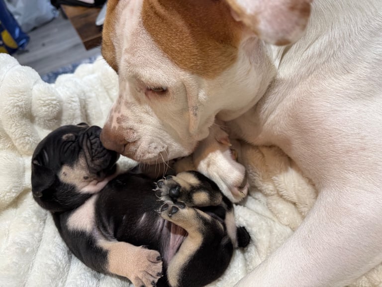 American French bully puppies 