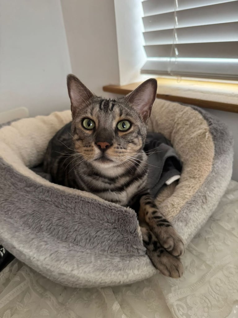 URGENT: 💙 Loving Home Needed for Two Very Special Cats (Romford)