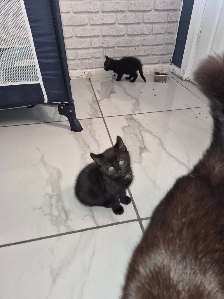 2 boy kittens 