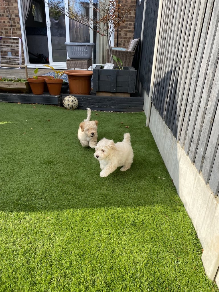  2 Gorgeous Maltipoo puppies ready now 💙🐶