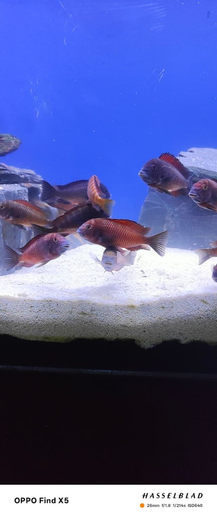 Tropheus Moorii X10 £150 must go together 