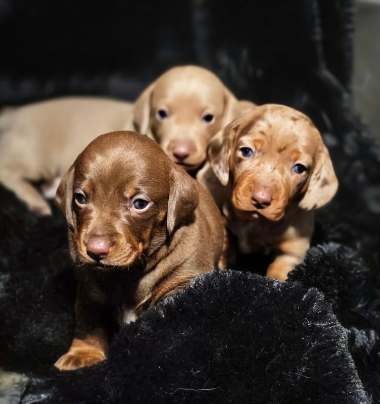 Perfect puppys 