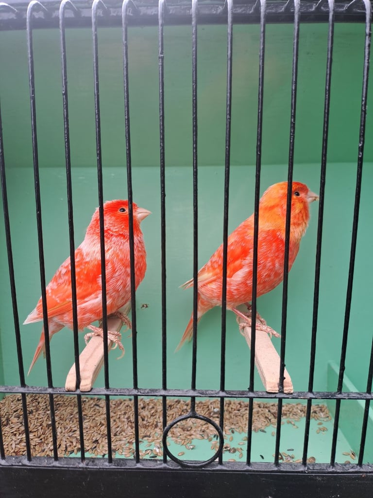 image for Colour canaries 