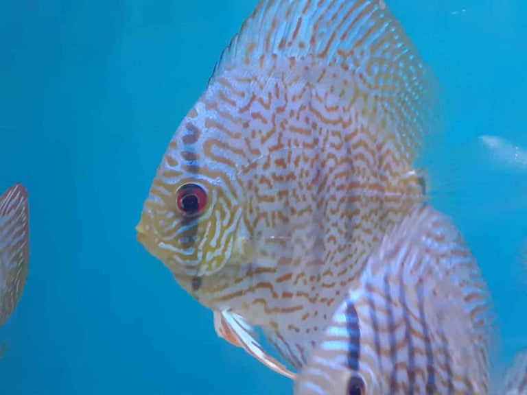 image for Beautiful Red and Blue Discus 