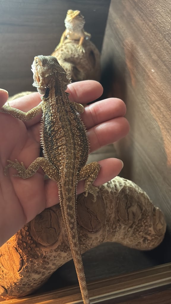 image for Baby Bearded dragons available 
