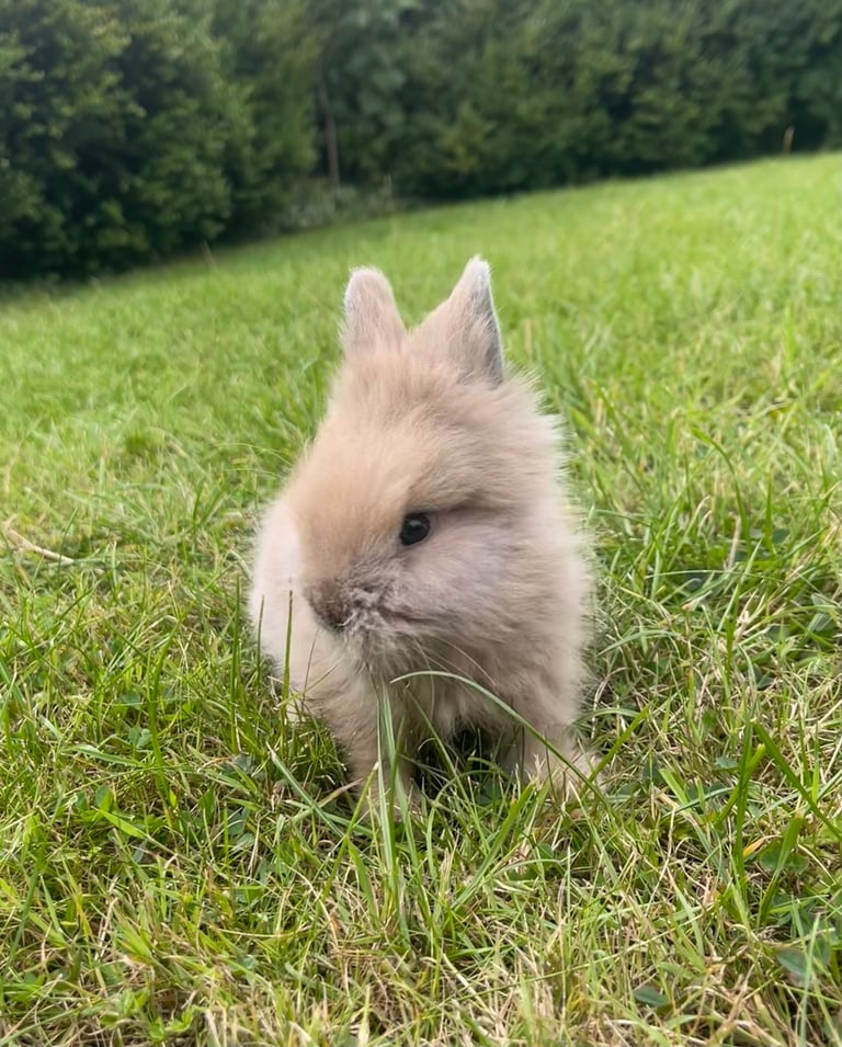 image for Adorable Lionhead Bunnies