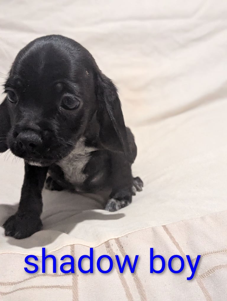 Pug cross puppies