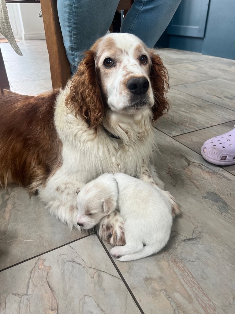 [Last Few] Rare Samshie puppy Litter (Samoyed x Welshie)