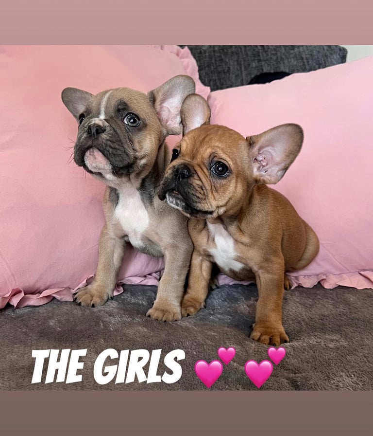 Last 2 Frenchy pups 