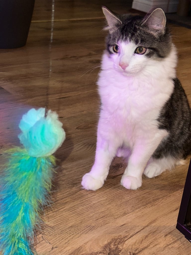 Male British long hair / Maine coon 6 month old - neutered, jabbed etc 