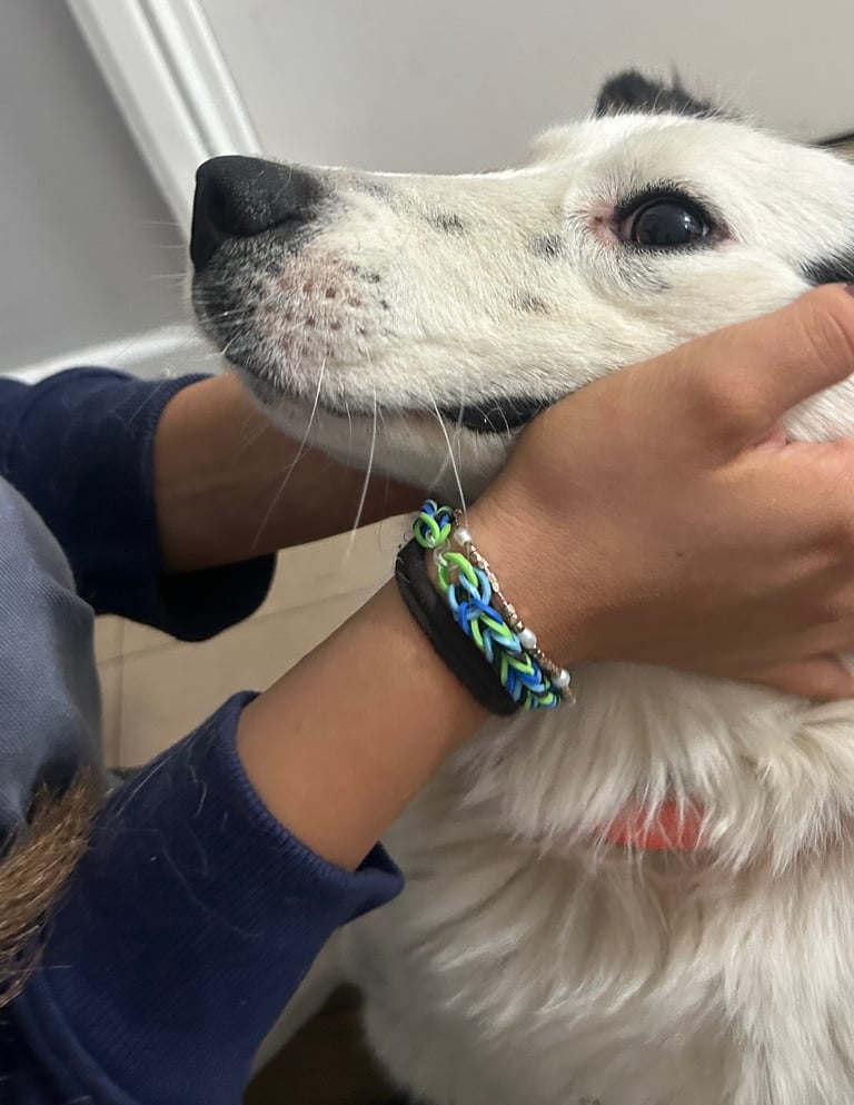 Castrated 11 months old female dog