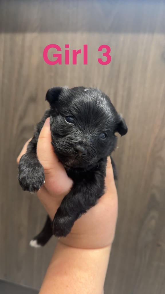 Jackapoo puppies