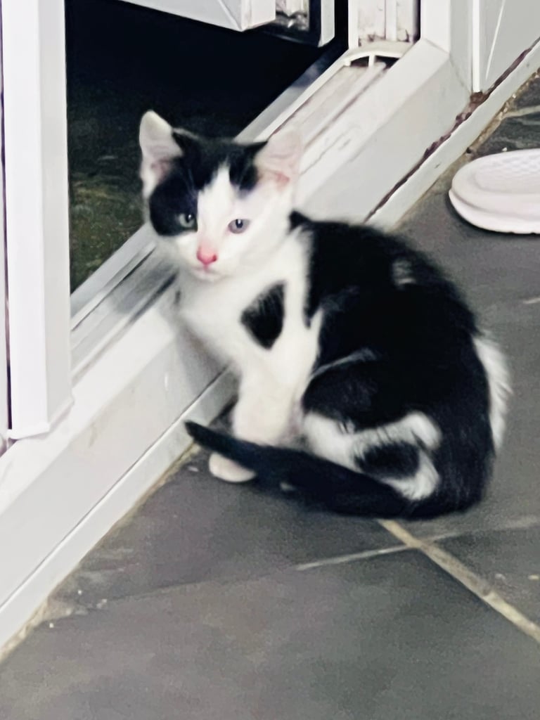 Beautiful kitten looking for loving home 