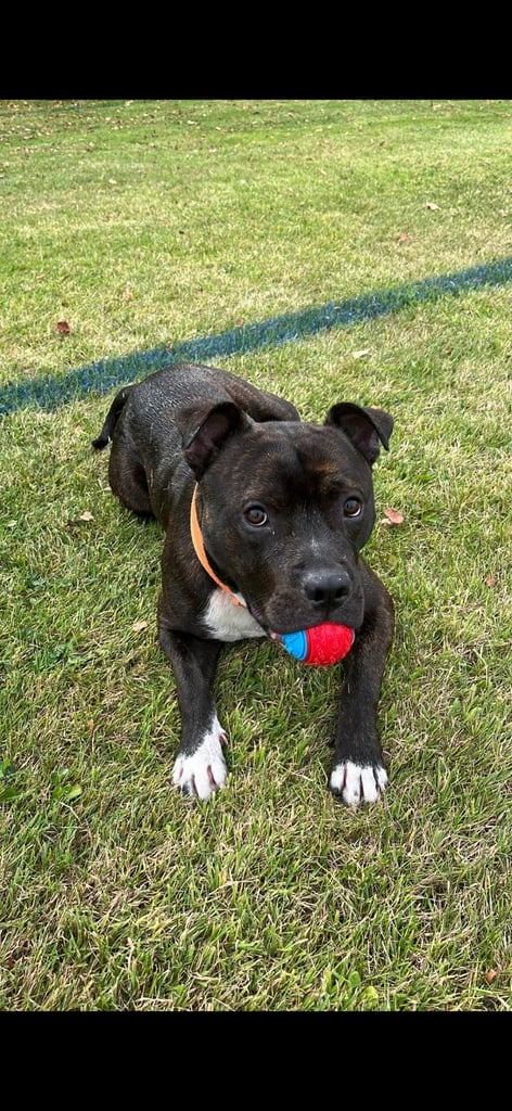 Staffy for rehoming 