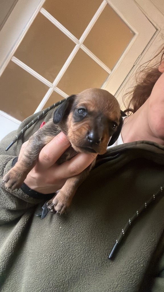 Kc reg true miniature dachshund 