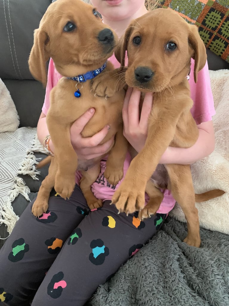 Labrador puppies 