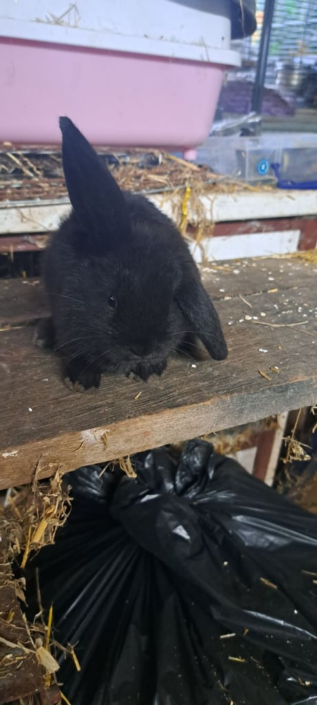Baby mini lop bunnies 