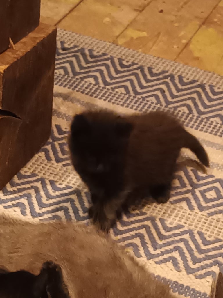 Black Fluffy Kittens... half black Persian Cross