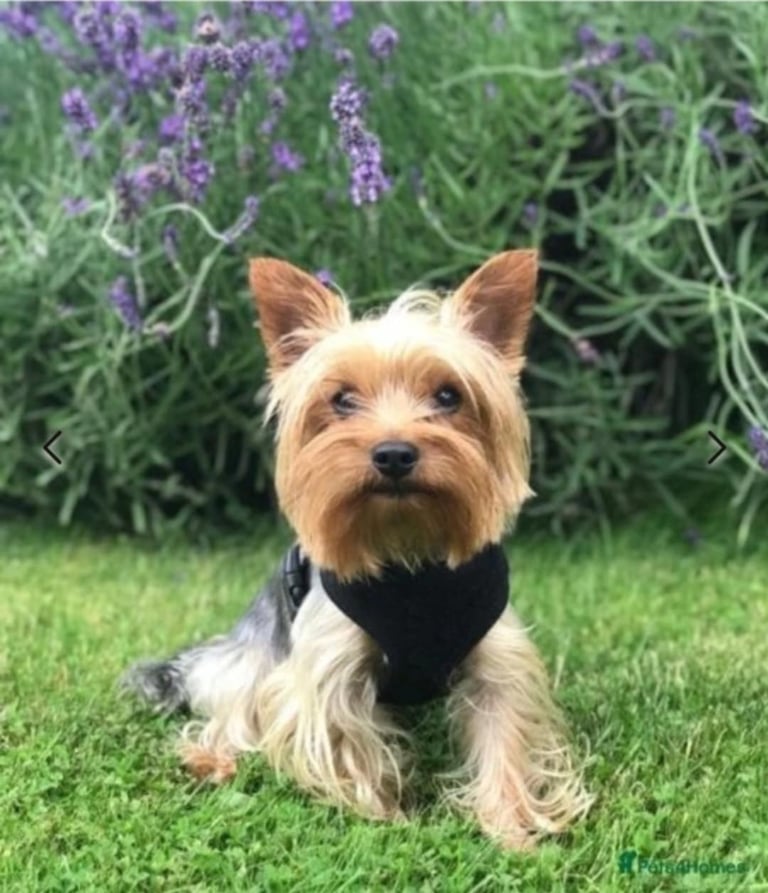 Stunning Yorkshire Terriers for sale