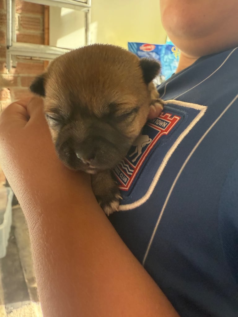 PUPPIES FOR SALE