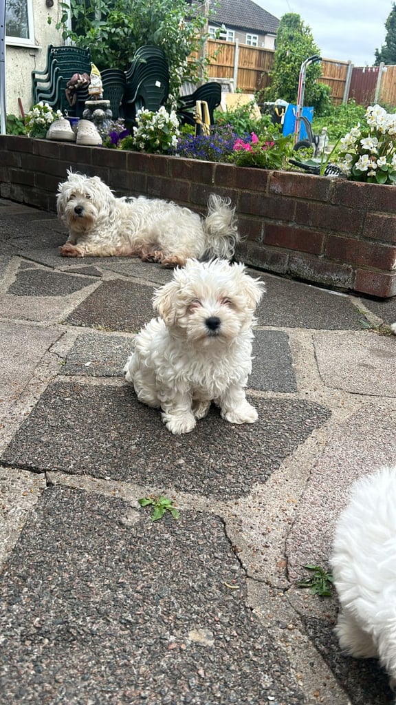 Bichon Frise 