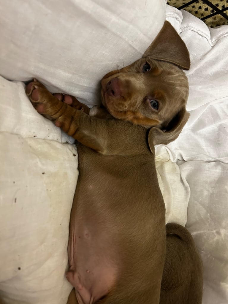 Beautiful Miniature Dachshund Puppies