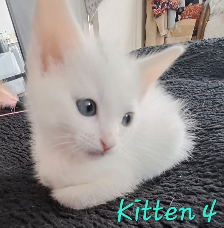 4 Stunning kittens for sale