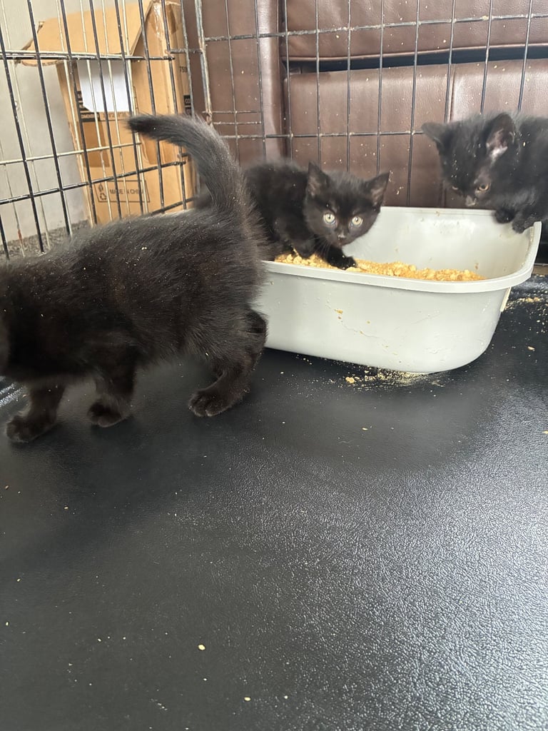 Black kittens 