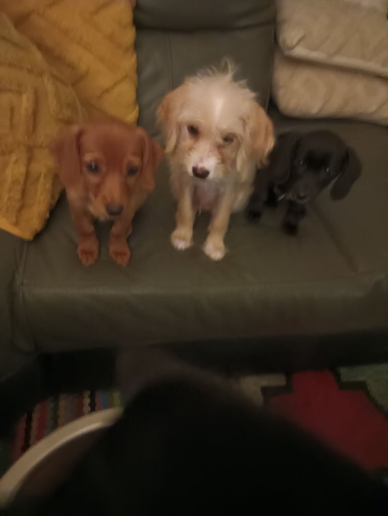 Jack Russell Maltipoo 3 months old