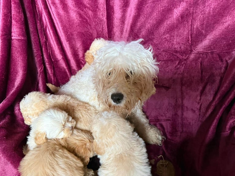 Cockerpoo puppies