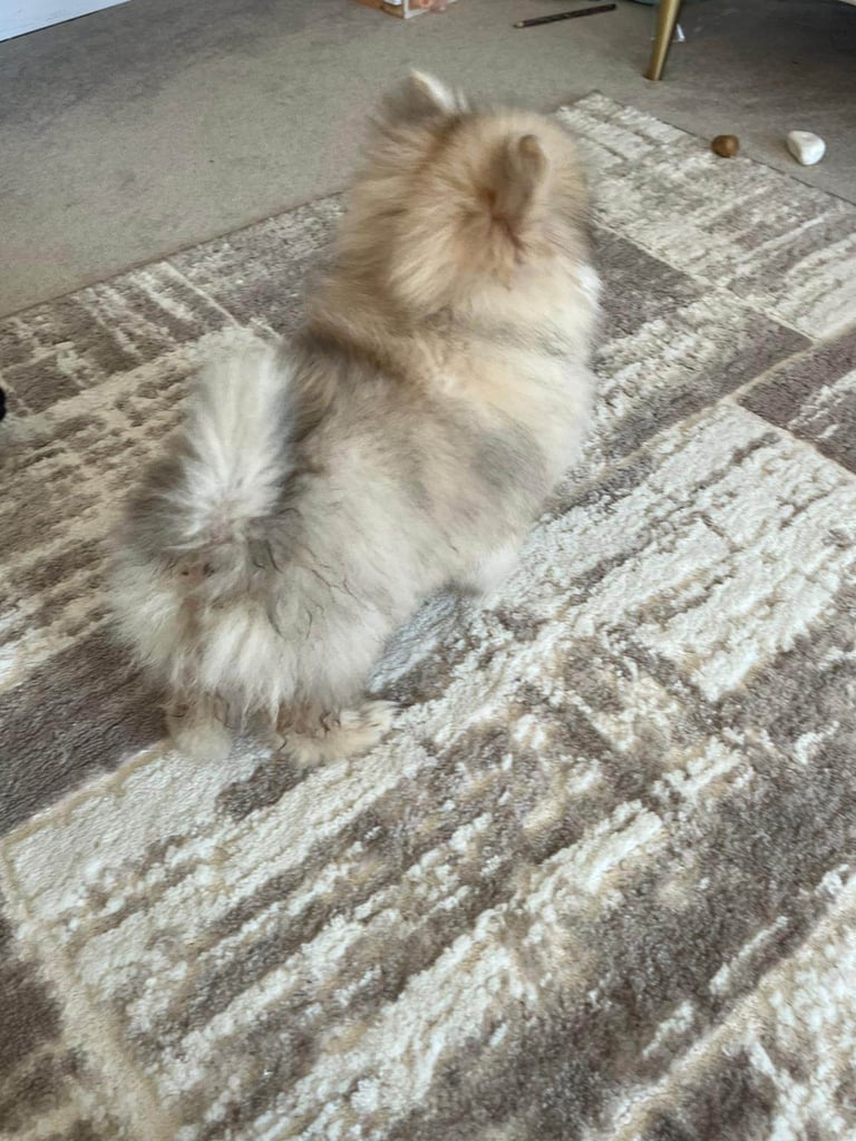 Miniature Pomeranian puppy 