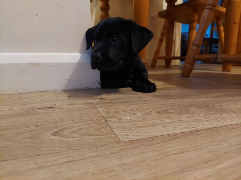 Labrador Mix Breed