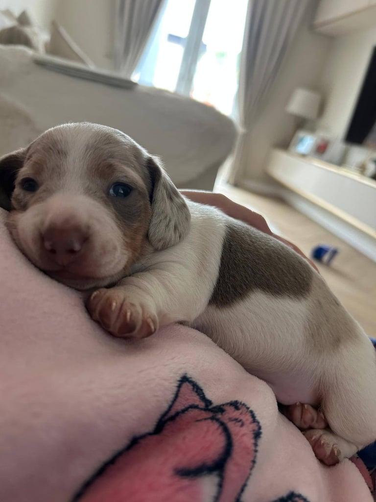 Miniature dachshund Isabella dapple pied