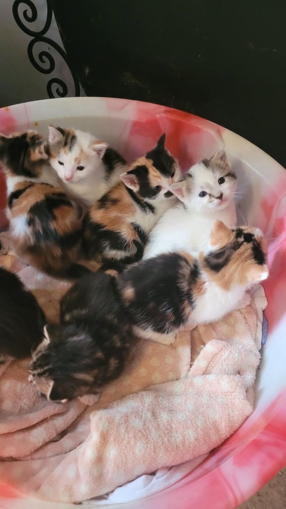Beautiful kittens looking for their forever families 