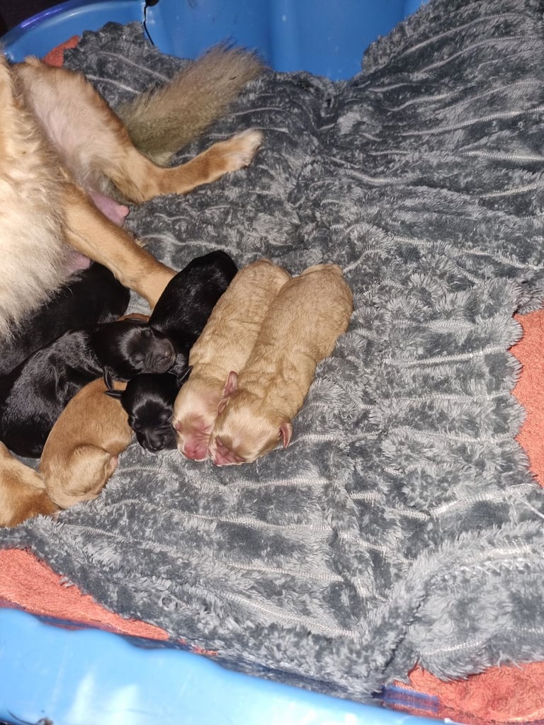 Cocker spaniel puppies 