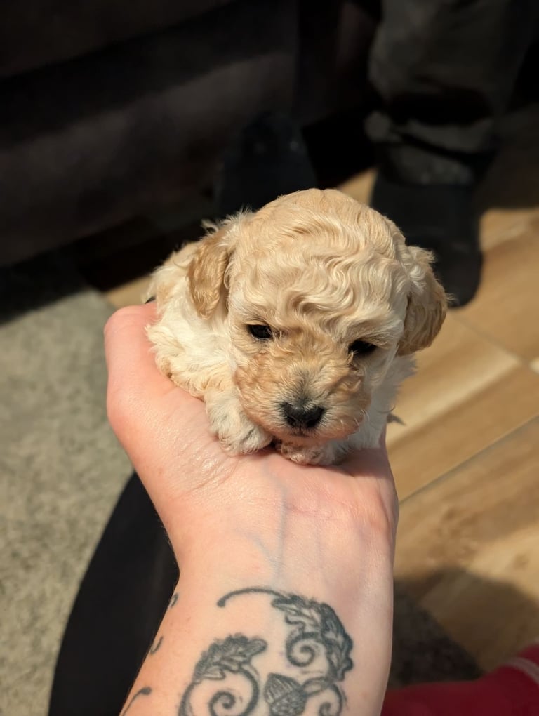 Toy poodle puppy 