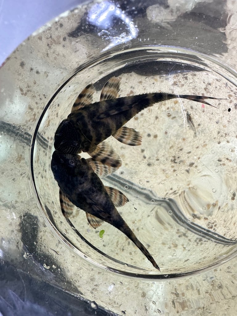 L397 Alenquer Pleco Fish breeding pairs x2 
