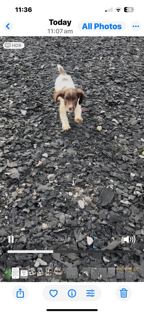 Ready now Kc reg male springer spaniels 