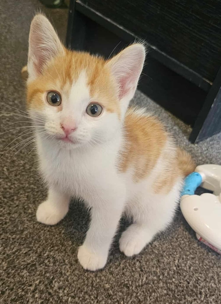 4x kittens for sale. Ready to go. 