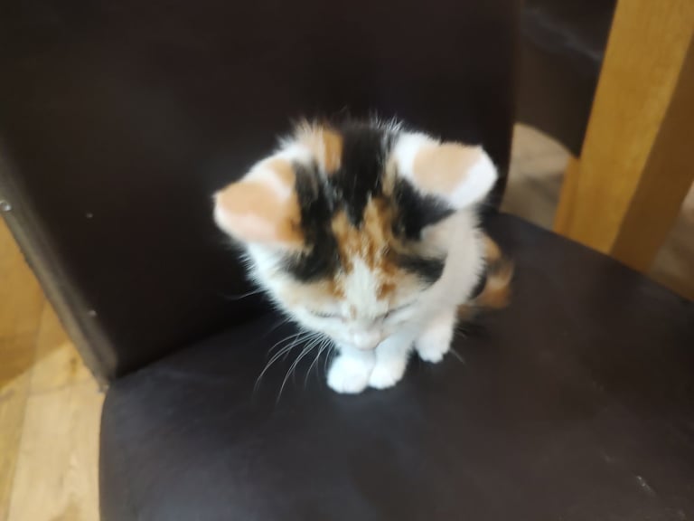 Three stunning kittens available this weekend 