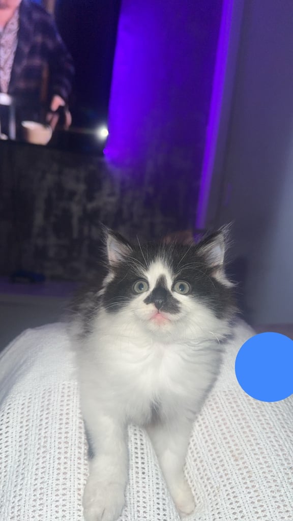 4 kittens for sale 2 female 2 male