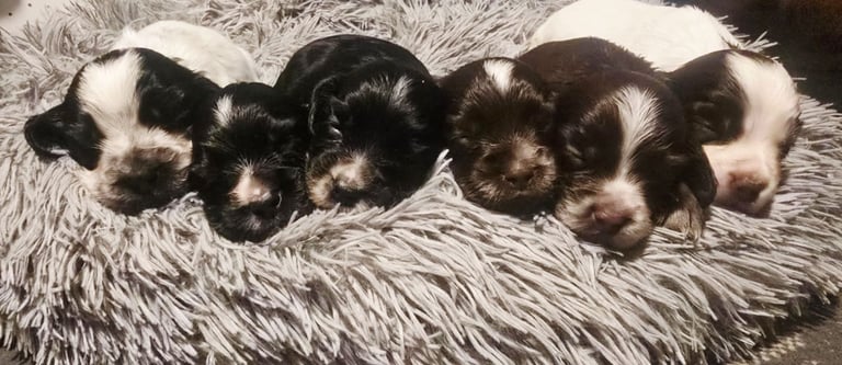 Cocker spaniel puppys