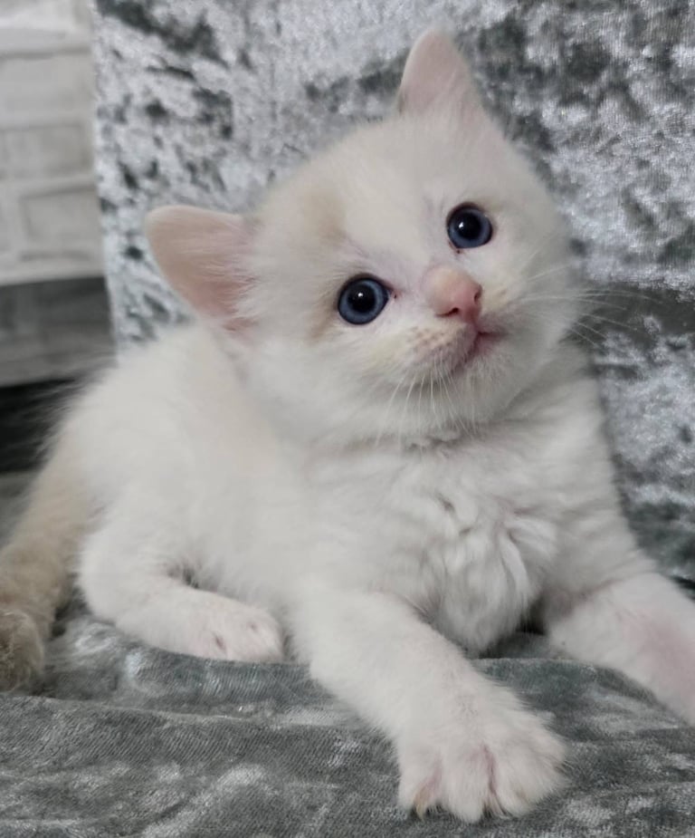 Stunning Ragdoll Male Kittens 