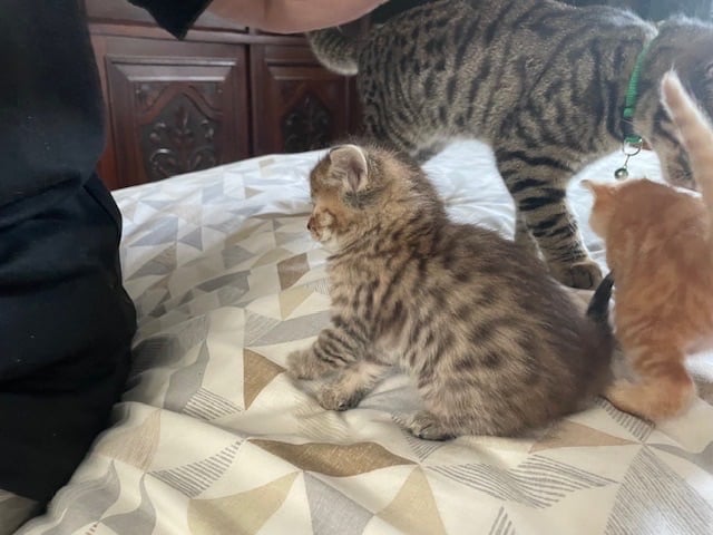 2 Beautiful Fluffy Tabby Kittens for sale